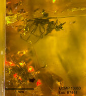 Image of Pheidole