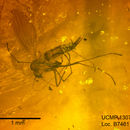 Image of <i>Trichomyia mecocerca</i>