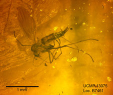 Imagem de <i>Trichomyia mecocerca</i>
