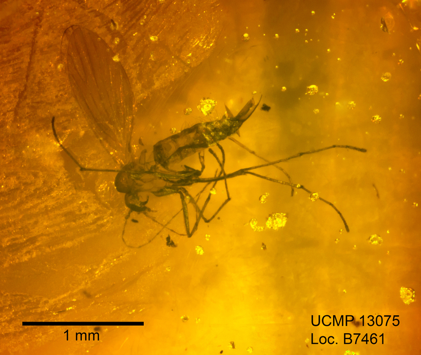 Image of <i>Trichomyia mecocerca</i>