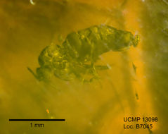 Image of <i>Procolobostema longicorne</i>