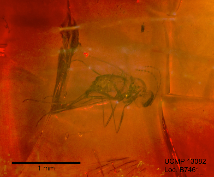 Image of biting midges