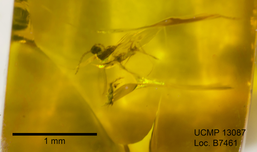 Image of gall midges and wood midges