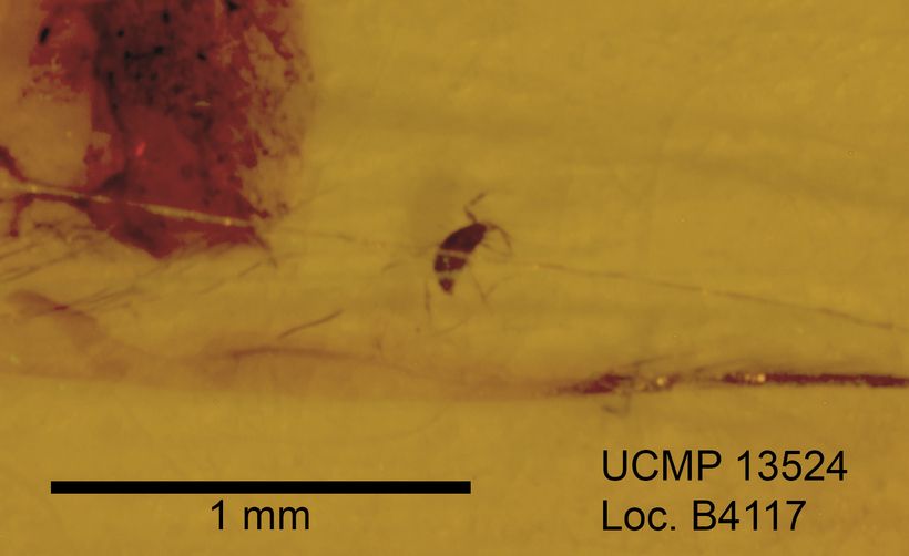 <i>Damaeus mexicanus</i> resmi