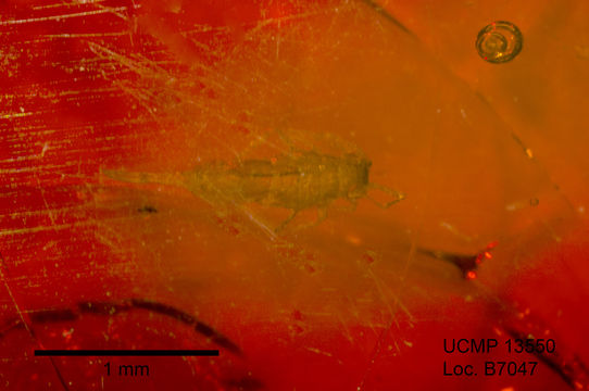 Image of Entomobrya