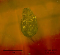 Image of <i>Crepidodera antiqua</i>