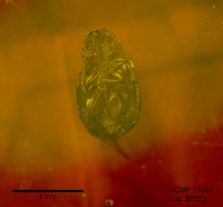 Image of <i>Crepidodera antiqua</i>
