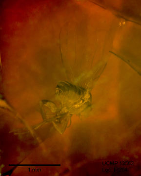 Image of scuttle flies