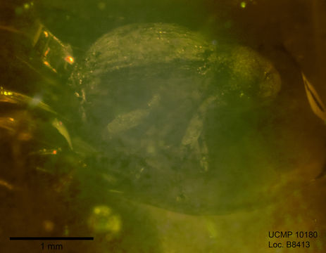 Sivun Cryptorhynchus kuva