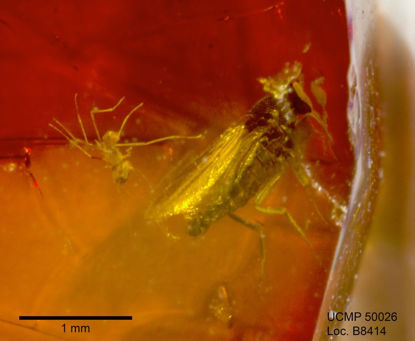 Image of <i>Drapetis dissentis</i>