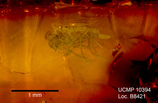 Image de Trichomyia