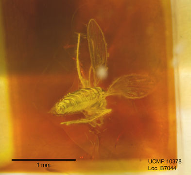 Image de Trichomyia