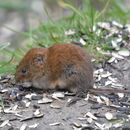 Image of red-backed vole