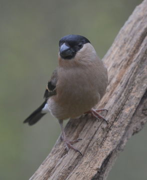 Image of Eurasian Bullfinch