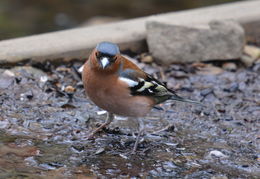Image of Chaffinch