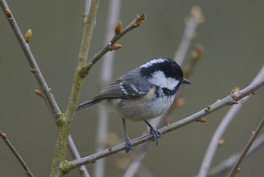 Image of Coal Tit