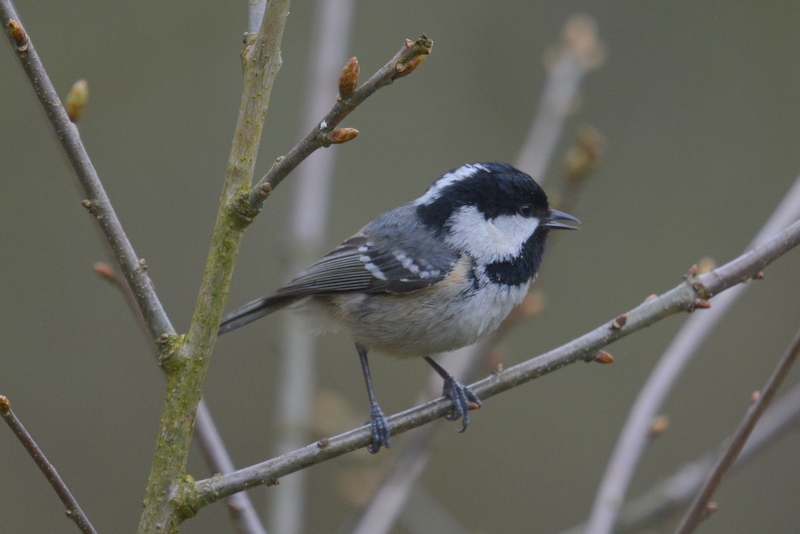 Image de Mésange noire