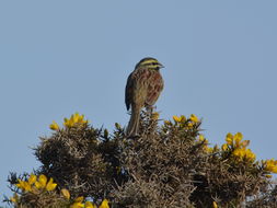 Image of Cirl Bunting