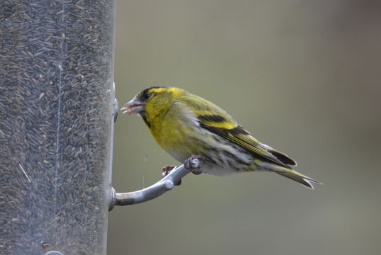 Image of Eurasian Siskin