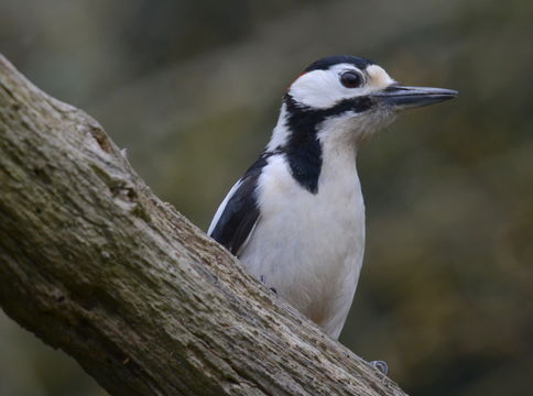 Image of Great Spotted Woodpecker