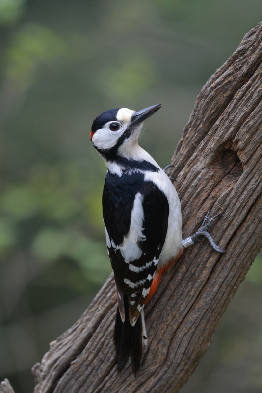 Image of Great Spotted Woodpecker