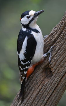 Image of Great Spotted Woodpecker