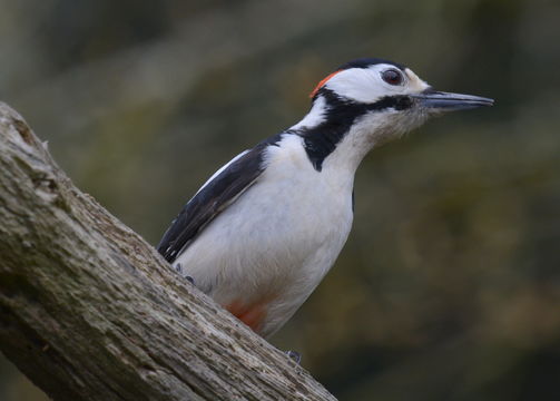 Image of Great Spotted Woodpecker