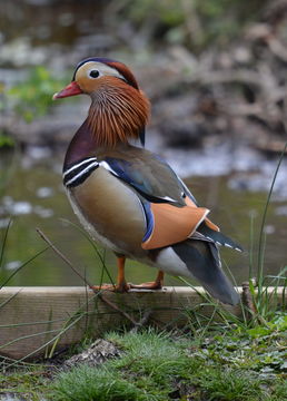 Image of Mandarin Duck