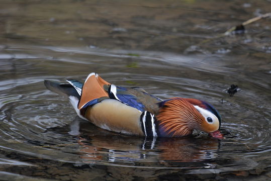 Image of Mandarin Duck