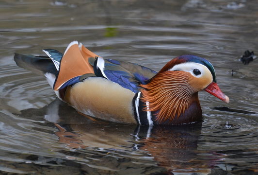 Image of Mandarin Duck