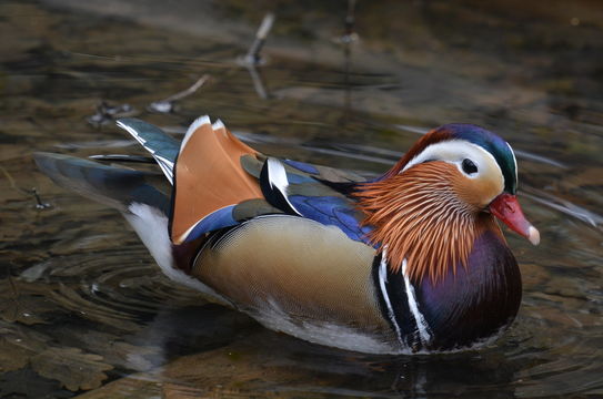 Image of Mandarin Duck