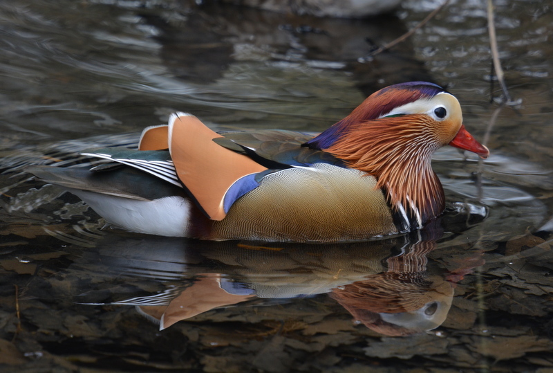 Image of Mandarin Duck