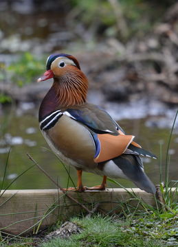 Image of Mandarin Duck