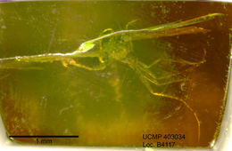 Image of midges