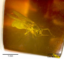 Image of midges