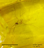 Image of gall midges and wood midges