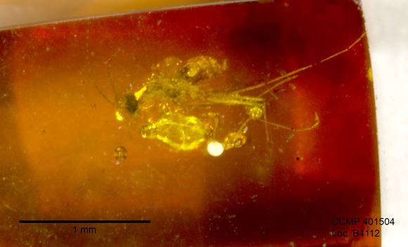 Image of gall midges and wood midges