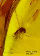 Image of midges