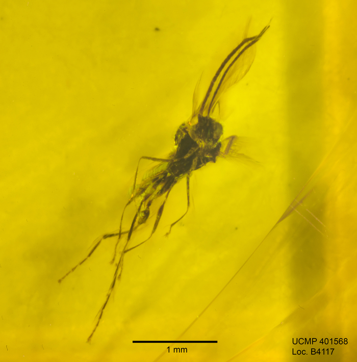 Sivun Microgaster kuva