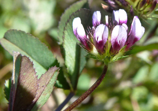 Image of whitetip clover