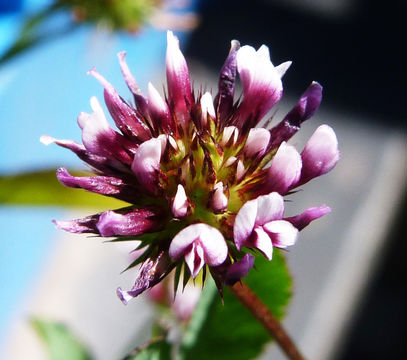 Trifolium variegatum Torr. & A. Gray的圖片