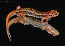 Image of Pygmy Salamander