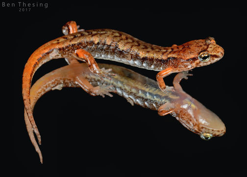 Image of Pygmy Salamander