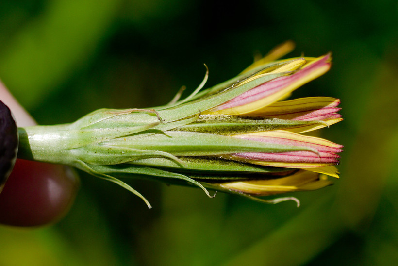 Imagem de Microseris paludosa (Greene) Howell