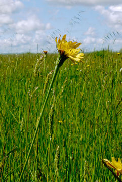 Imagem de Microseris paludosa (Greene) Howell