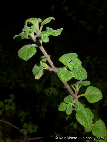 Image of San Miguel calamint