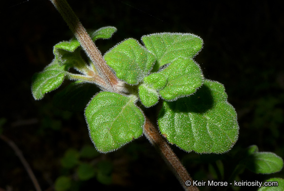 Image of San Miguel calamint