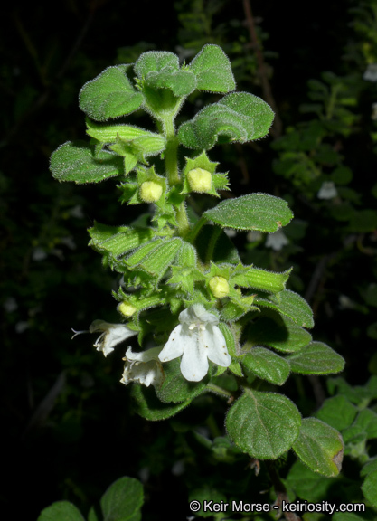 Image of San Miguel calamint