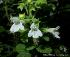 Image of San Miguel calamint