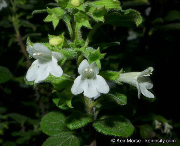 Image of San Miguel calamint